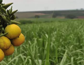 Transgênicos contribuem para sustentabilidade e protagonismo da agricultura brasileira