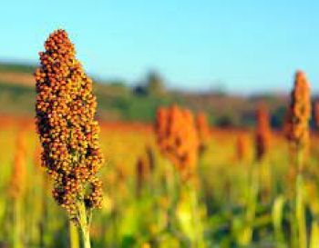 The National Sorghum Culture Meeting